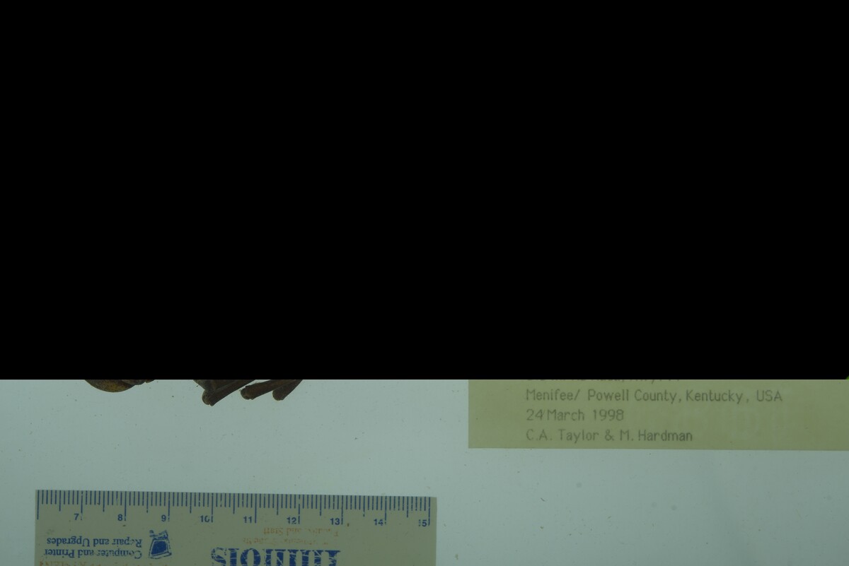 Cambarus robustus image